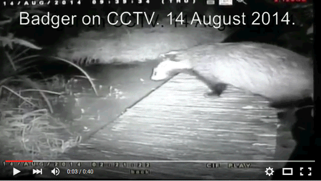 Badger on CCTV