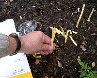 planting tagliatelle