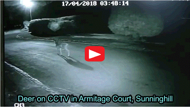 Video of Deer on CCTV in Armitage Court Sunninghill