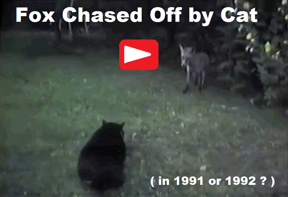 Fox Chased Off by Cat